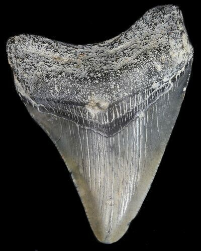 Juvenile Megalodon Tooth - South Carolina #40631